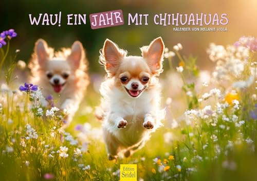 Edition Seidel Premium Kalender Wau Ein Jahr Mit Chihuahua 2026 Format DIN A3 Wandkalender Tiere...