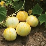 The Gardening World 250 Lemon Cucumber Seeds Heirloom - Premium Non-GMO, Open Pollinated, US Grown Seed...