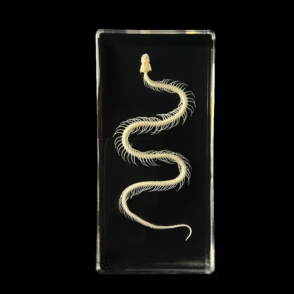 Esemplare di scheletro completo di vero animale in acrilico per l'educazione scientifica, ottimo regalo per gli appassionati di tassidermia (Color : Snake)