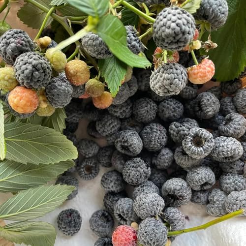 semillas de frambuesa resistentes, columnares semillas variedades antiguas interior fresca 100pcs