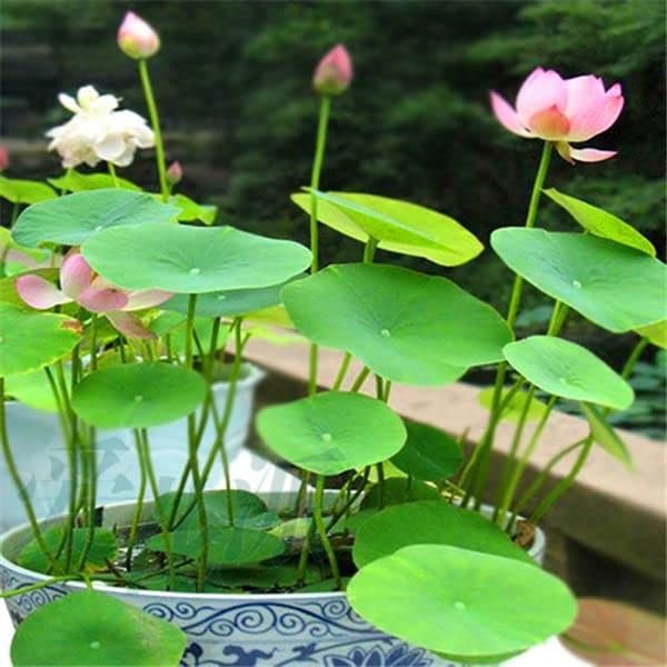 Zone Marketing Lotus Seeds for Gardening - 10 Seeds (B0B55ZY86F) Amazon Price History, Amazon Price Tracker