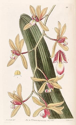 Tableau Cymbidium Aloifolium 60x90cm poster impression art mural