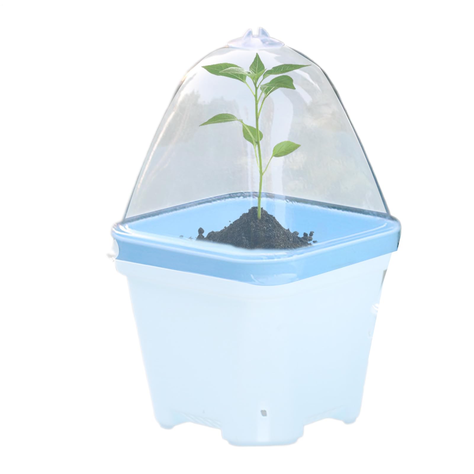 Cloche de Transparente Couvercle d'isolation Thermique 10 x Protection Anti-Pluie Mini Serre