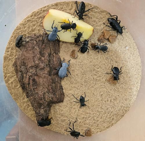 Desert Beetle Variety Pack (10 Beetles): 2-Blue Death Feigning Beetles, 2-Smooth Dth Feigning, 2-Rough DFB, 2-Ant Head DFB & 2 Armored Stink Beetles - Unique personalities!