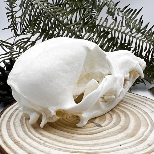 Image of Taxidermy Real Animals Skull Decor - Model Animals Bones Specimen,Taxidermy Supplies for Science Education,Collection (Dog)