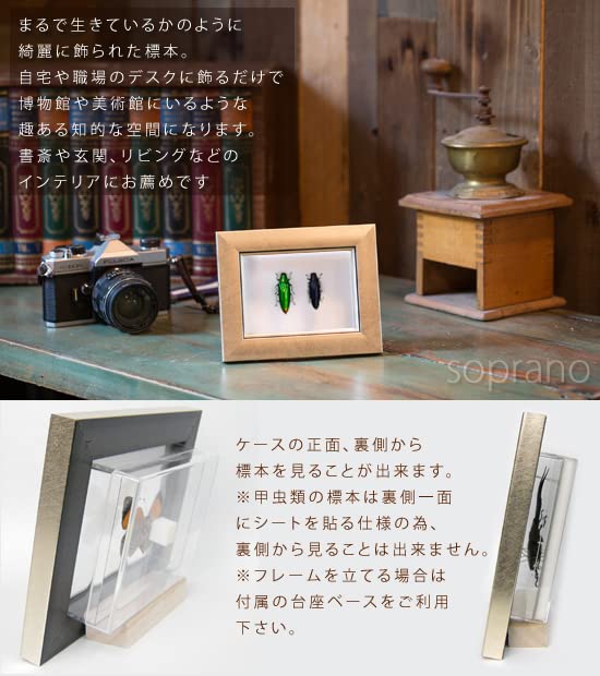 Amazon.co.jp: 虫の標本 ツマアカタマムシ 2匹 ライトフレーム