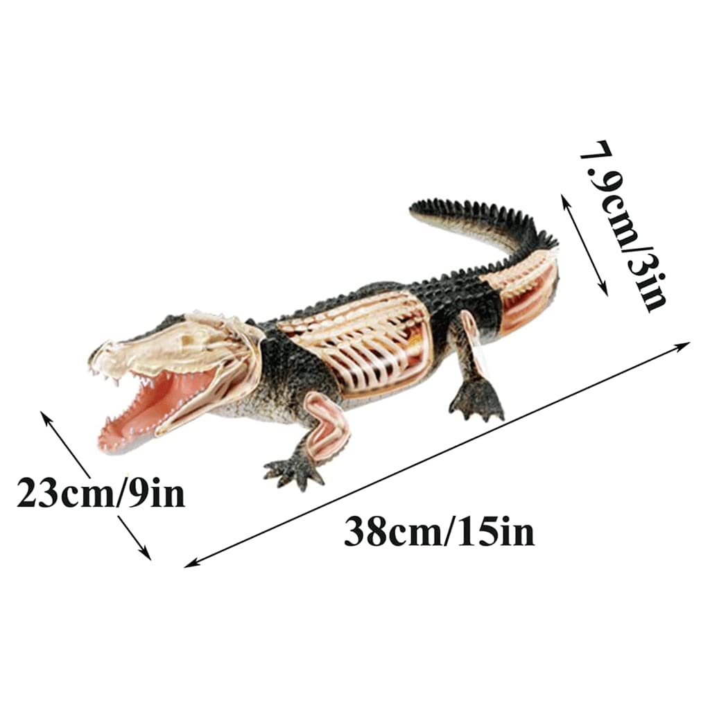 Amazon.co.jp: 教育モデル ワニ解剖モデル 動物の体モデル 取り外し