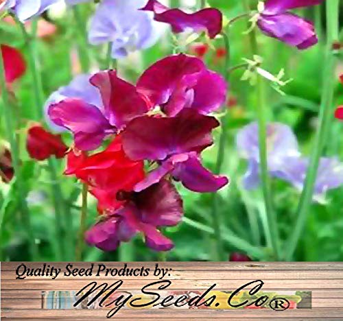 Big Pack - Sweet Pea Sweetpea Flower Seed (400+) Lathyrus Odoratus Flower Seeds - Heirloom Mix Very Fragrant Blooms - Red Salmon Pink Lavender - Non-Gmo Flower Seeds By Myseeds.co (Big Pack Sweet Pea) #TOP3