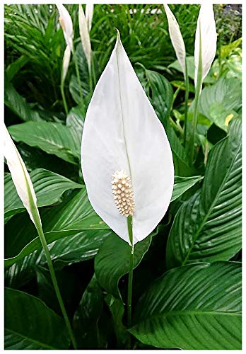 buy philodendron brandtianum Philodendron Brandtianum 3 Gallon Large Plant Totem Pole