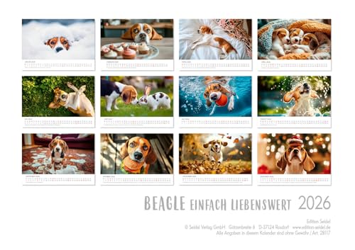 Edition Seidel Premium Kalender Beagle 2026 Format DIN A3 Wandkalender Hundekalender Hund Welpe Tierkinder Hunderasse Haustier