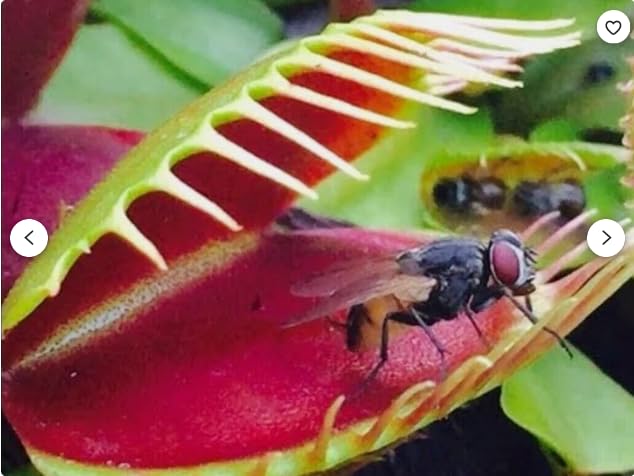 Muscipula Giant Venus Fly Trap seeds (B0D495GF87) Amazon Price History, Amazon Price Tracker