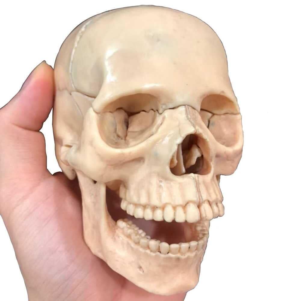 Amazon.co.jp: 1:2 人間の頭蓋骨モデル、PVC 取り外し可能な