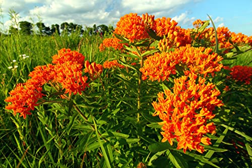 Waveliker Milkweed Seeds 300 Pcs Rare Asclepias Butterfly Monarch Milkweed Flower Seeds Plant Leaves Common Native Mix Colors #TOP4