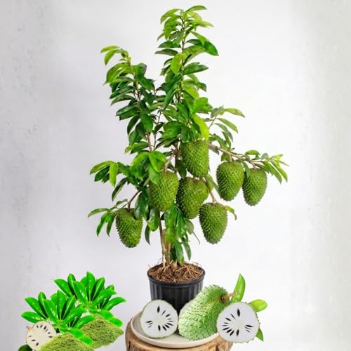 3 Years Old Soursop Tree Live Plant 2-3 Feet Ready to Bear Fruit Within 1 Year Guanabana Soursop Plant Live Fruit Tree Annona Muricata Plant No Ship CA