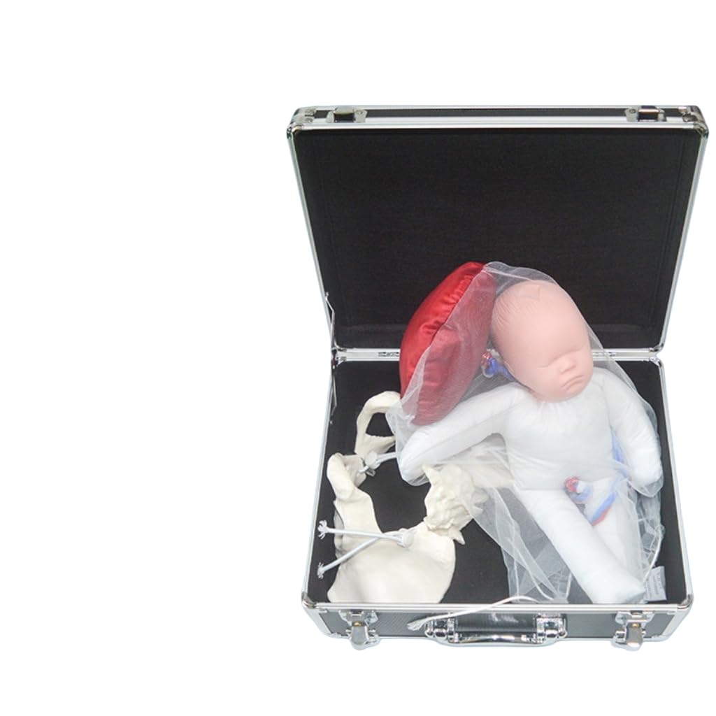 YRQMGSF Female Pelvic Childbirth Demonstration Model - Midwifery Training Model - for Gynecology Teaching