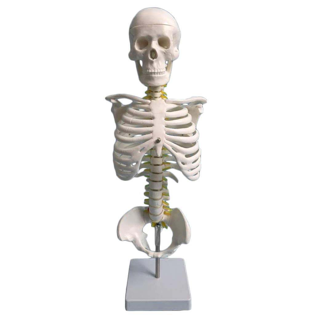 sjdoPulse Spine Model with Skull - 45Cm Vertebral Cervical Vertebrae Thoracic Spine Structure Medical Anatomical Model - for Lumbar Disc Joint Medical Educational Training Aid