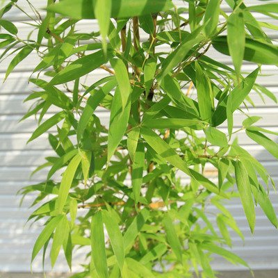 Amazon | 庭木：ホテイチク（布袋竹） （ポット植え） 樹高：約120cm