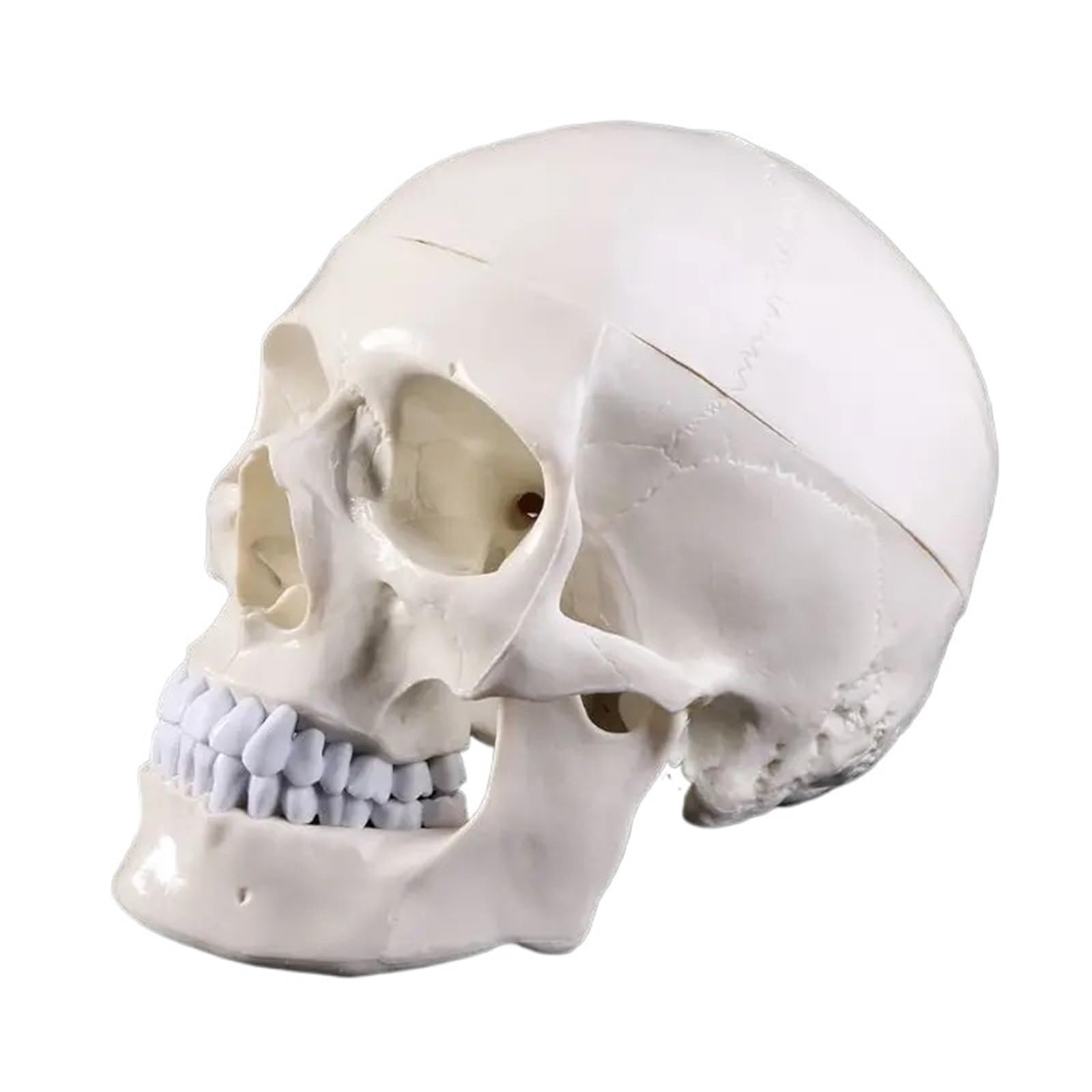 GTHTUHFD Human Anatomy Head Skeleton Skull Teaching Model School Supplies Study Tool