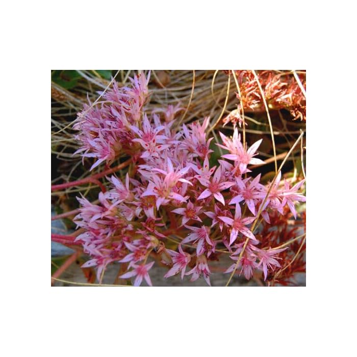 Buy Sedum Purple Carpet Stonecrop Sedum Spurium Coccineum (PKD) 1,00