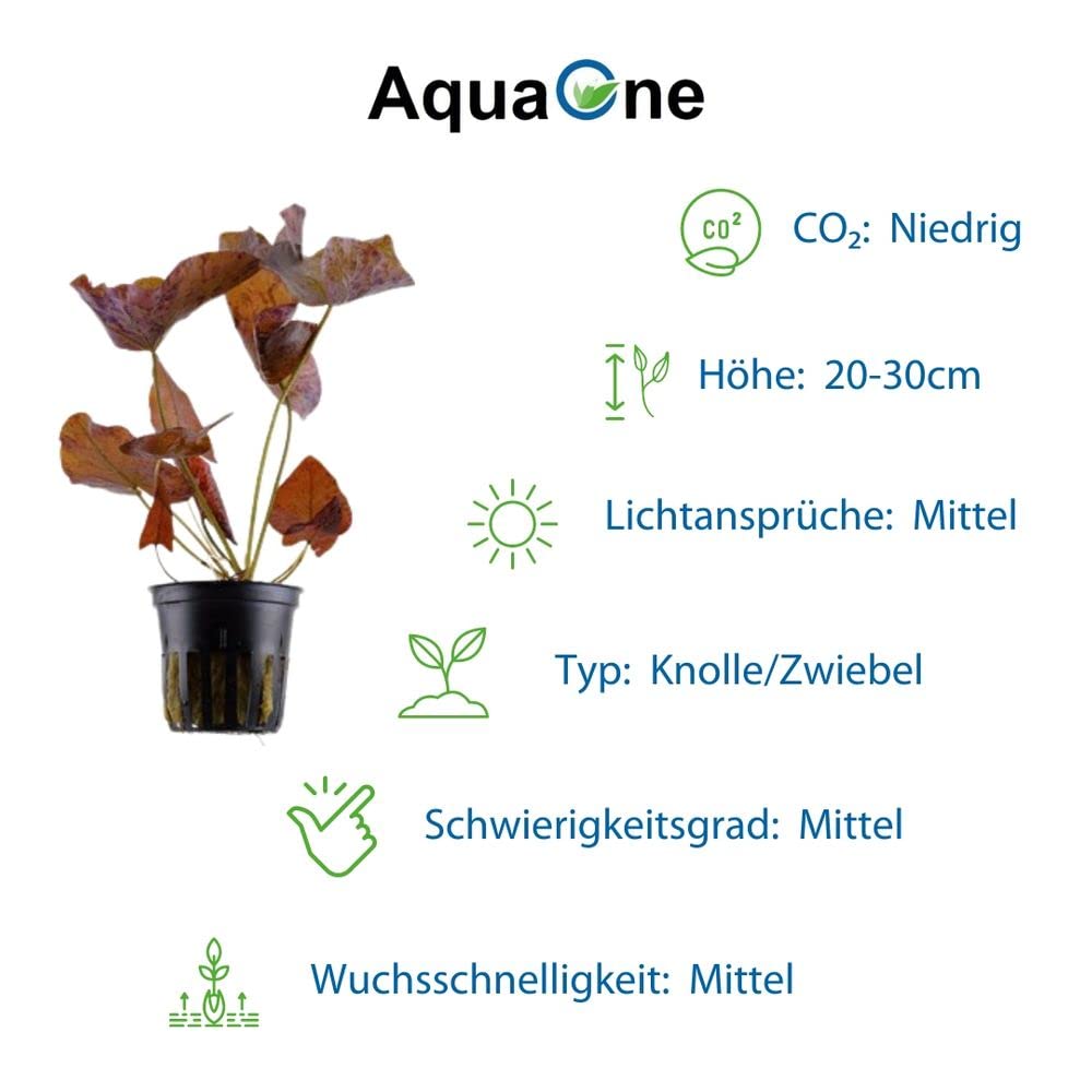 AquaOne Aquarium Pflanzen 3x Wasserpflanzen Set Exclusiv Aquascaping