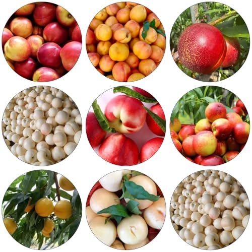 Nektarinenbaum gartenpflanzen säulenobst winterharte kübelpflanzen zwergobstbäume zimmerpflanze pflanzendeko kräutersamen balkon garten baumsamen obstbäume winterharte stauden 25samen