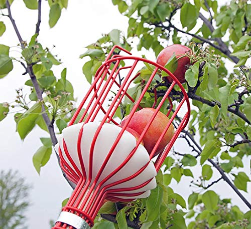 image for COCONUT Fruit Picker Head, for Picking Apples Oranges Plums Nectarines