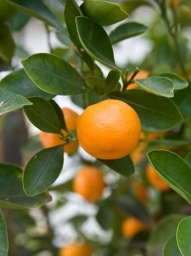 See full amazon price history chart for Chinese Orange (Mini) Plant Live Grafted Plant Original Variety Chinese Orange (Mini) Plant Live Grafted Plant Original Variety (B0B5NGS68R) Amazon Price History, Amazon Price Tracker