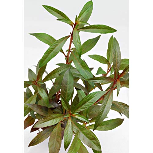 Ludwigia Glandulosa x1 manojo - Planta de acuario vivo