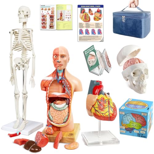 Image of EVOTECH SCIENTIFIC Human Body, Skeleton, Heart, Half Size Skull with Brain Models, Anatomical Cubes-Best Anatomy Model Bundle Set of 5 Hands-on 3D Model for Medical Student Educationan