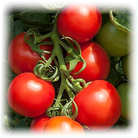 Cocktail Crush F1 Tomato Seeds for Blight Resistance Cover