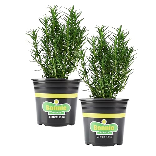 Bonnie Plants Rosemary, Live Plant, 2.32 qt. 2-Pack