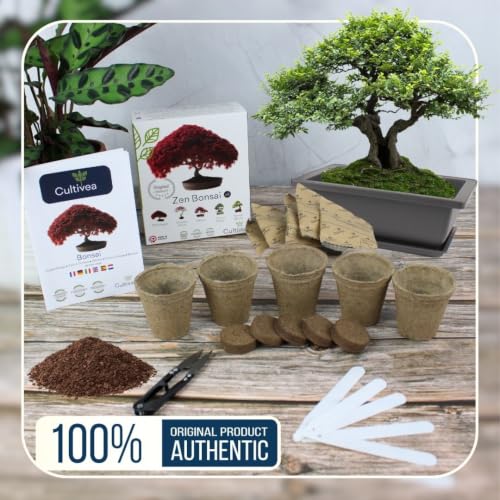 Miniatura 6 de Cultivea Kit De 6 Bonsái Para Cultivar - Jardín - Idea De Regalo Arce Rojo, Cercis Chino, Albizia, Cornejo Kousa, Abeto De Noruega