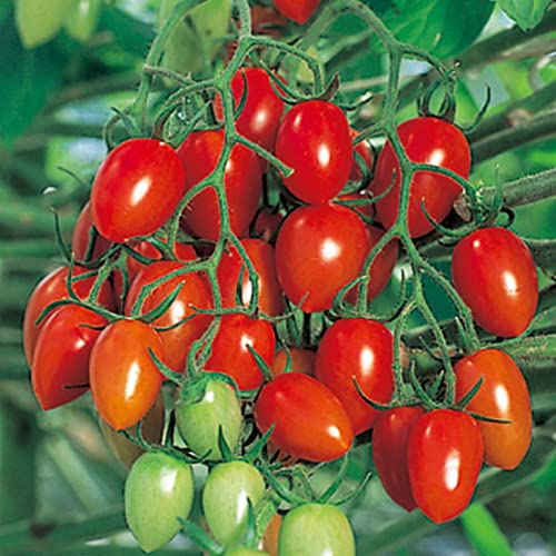 ミニトマト 種子 アイコ 17粒 とまとのサムネイル