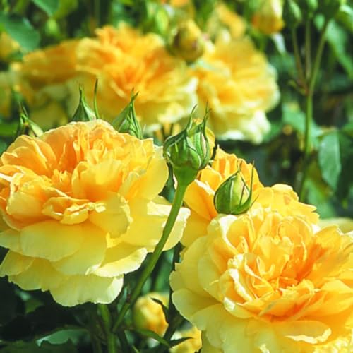 Yellow Rose Bushes Ready to Plant Roses Live Plants Fragrant 6-8 Inc Tall in Pot Year-Round Blooming Can Grow as Bush or Climber