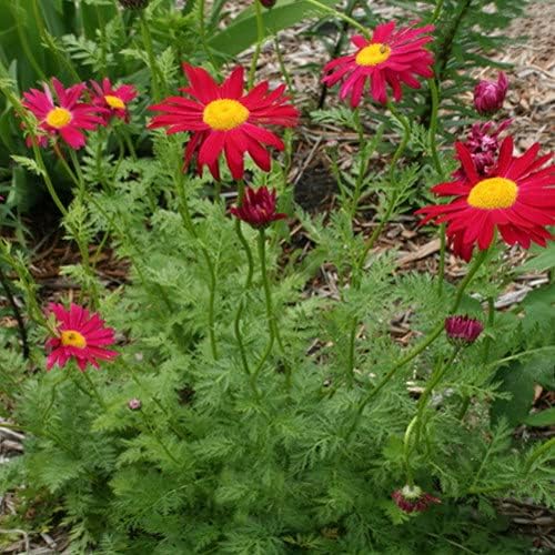 Plant World Seeds Tanacetum Coccineum Seeds (Perennial Flower Seeds) Amazon.co.uk Garden
