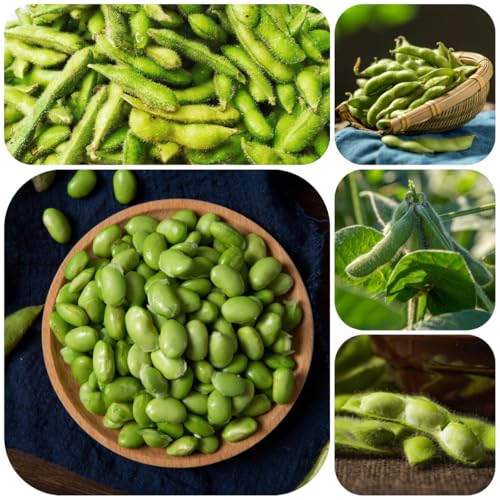 semillas de frijol edamame de invierno, resistentes para jardín, semillas edamame, raras y Comprar invierno orgánicas variedades 60pcs