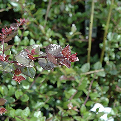Lonicera Nitida 'Red Tips'- Boxwood leaf honeysuckle 'Red Tips' 20-25 cm in  container : Amazon.com.be: Garden
