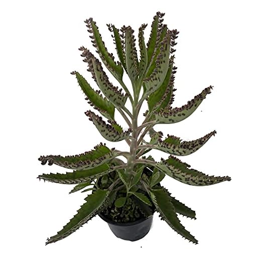 Kalanchoe Daigremontiana Planta Medicinal Benefíciate de sus Propiedades Curativas en Casa