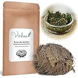 Rosa de Jerico - Planta de la Resurrección - Selaginella Lepidophylla, Planta Dinosaurio [Satisfacción o Reembolso]