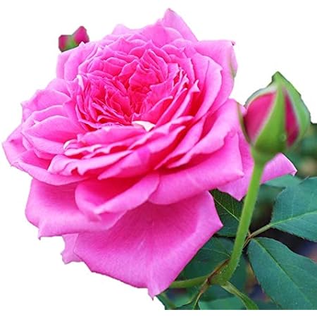 Amazon バラ苗 ハーモニクス 大苗7号専用角鉢入 ピンク系 Rose For You 発売記念特典 ぼかし肥料1kg付き 花