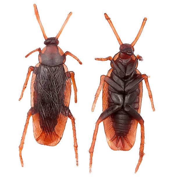 Boxo Set of 2 Pcs Real Rubber Cockroach Toy Prank Trick for Kids and Adults (B08XK8C8GZ) Amazon Price History, Amazon Price Tracker