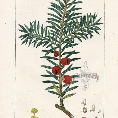 Show 262: Symphoricarpos and Yew