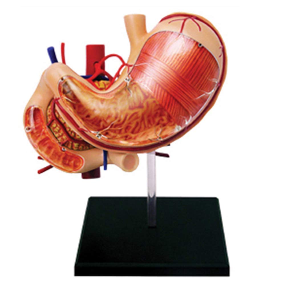 Modelo anatomía órganos Humanos - Modelo anatomía estómago - Modelos científicos anatomía Humana Desmontables 12 Piezas - Modelo Esqueleto para enseñanza médica