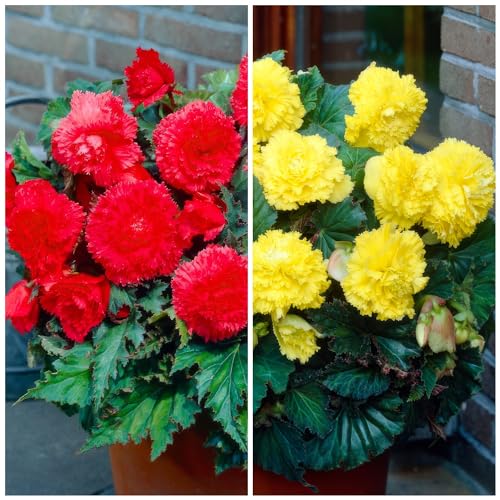 Gelbe & Rot Begonien - Blumenzwiebeln Mehrjährig - 5 Zwiebeln - Echte Pflanzen aus Holland - für Töpfe und Balkone (nicht winterhart, große Knollen, kein Samen und nicht künstlich)