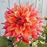 2 Belle of Barmera Dinnerplate Dahlia Tubers - Root - Bulb - Plant - Spring Planting & Summer Flowers - Blooming Size