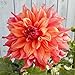 2 Belle Of Barmera Dinnerplate Dahlia Tubers - Root - Bulb - Plant - Spring Planting & Summer Flowers - Blooming Size