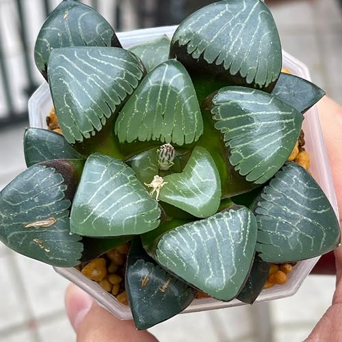 A ϗtA nI`A nIVA RN^ ۗtʏ󓧖̔ v[g Mtg ϗtA  zj Vzj CeA