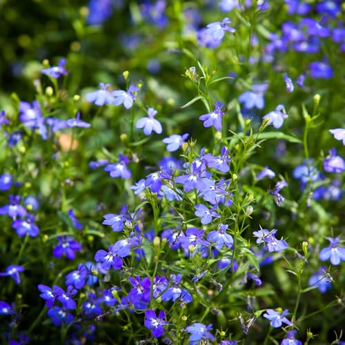 Lobelia Sapphire Trailing Seeds Easy to Grow Half Hardy Annual Must Have for Containers & Hanging Baskets for Your Beautiful Garden