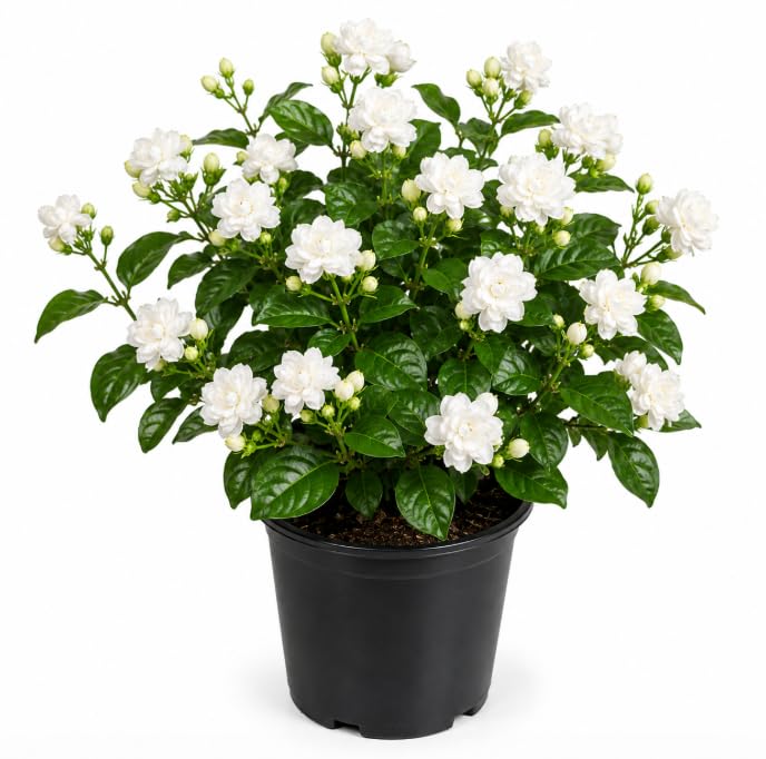 Sambac Jasmine Plant Live for Planting Frangant White Jasmines Flowers Bush for Outdoor Garden 4 to 6 Inch Tall