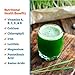 Back to The Roots 100% Organic Wheatgrass Seeds | 1 Pound Non-GMO | Nutrient Dense, Easy to Grow | Cat Grass Planter Seeds